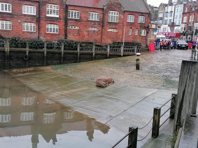 'Thor' the walrus nonchalantly stops by in the harbour for a rest.