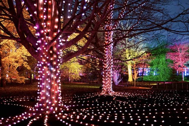 Trees drenched in jewel-like colour