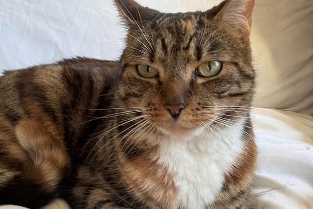 Doja has been reunited with her Newcastle owner after she was taken to vets in Sutton.