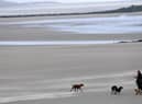 Dog beach bans: When are dogs banned from North Tyneside beaches in 2023? (Photo by Paul ELLIS / AFP)