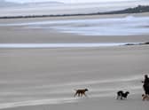 Dog beach bans: When are dogs banned from North Tyneside beaches in 2023? (Photo by Paul ELLIS / AFP)