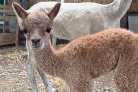 The baby 'cria' has been named Fia.