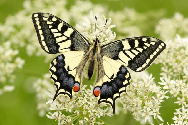 The Swallowtail is one of the threatened species of British butterfly (photo: Iain H Leach)