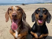 The winner will get to take £4,000 worth of holidays and win a doggy bag full of treats (photo: Canine Cottages)