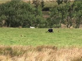 Teens had just passed Jacob’s Ladder in the Peak District when they spotted what they thought was a wild cat