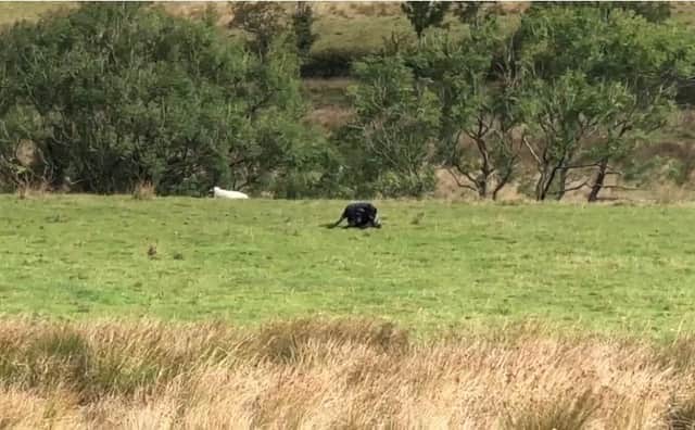They had just passed Jacob’s Ladder when the pair spotted what they thought was a wild cat in a nearby field.
