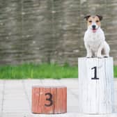 Is your dog the top dog?