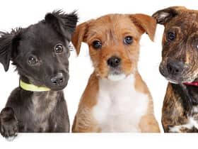 A new puppy can make life exciting (photo: Adobe)