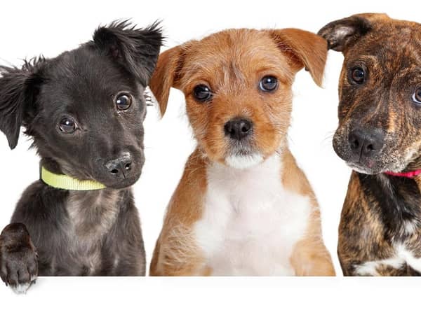 A new puppy can make life exciting (photo: Adobe)