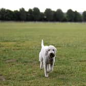 Northumberland Council is one of the highest ranked authorities in England based on dog fouling fines. (Photo by Alex Davidson/Getty Images)