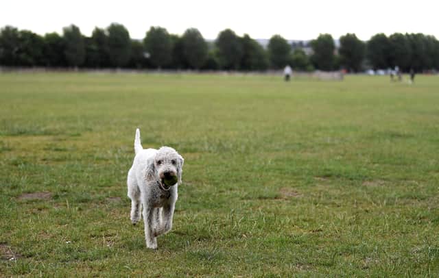 Northumberland Council is one of the highest ranked authorities in England based on dog fouling fines. (Photo by Alex Davidson/Getty Images)