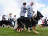 Here are some of the best dog-walking spots in and around Newcastle to celebrate Love Your Pet Day