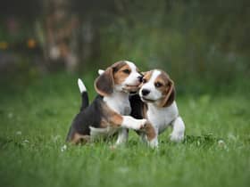 Simple measures can help to protect your garden from pet damage (photo: Adobe)