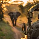 Elephant at a safari 