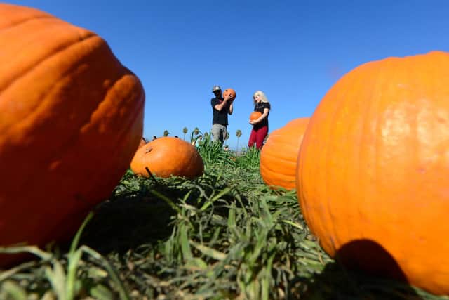 Pumpkin picking around Tyne and Wear and Northumberland: Patches and farms near me to visit throughout October 2022. (Photo credit should read FREDERIC J. BROWN/AFP via Getty Images)