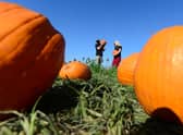 Pumpkin picking around Tyne and Wear and Northumberland: Patches and farms near me to visit throughout October 2022.  (Photo credit should read FREDERIC J. BROWN/AFP via Getty Images)