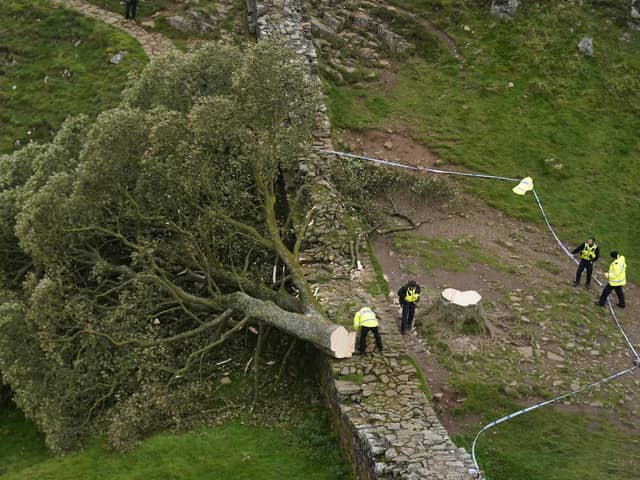 The tree was felled last month.  