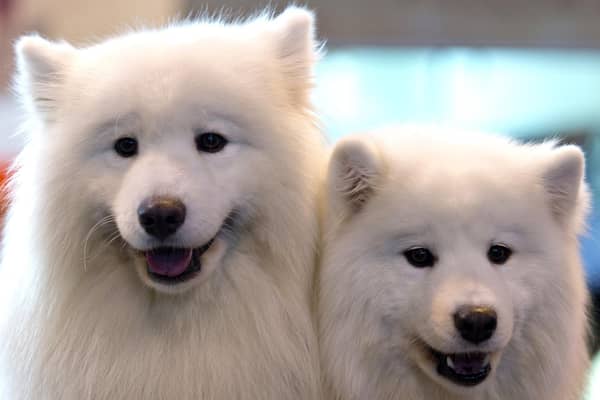 Kennel Club issues warning as new statistics show dog poisining rates rise during Easter weekend.  (Photo by Ben Pruchnie/Getty Images)