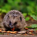 Animals including hedgehogs need help during the cold winter months - Animal News Agency