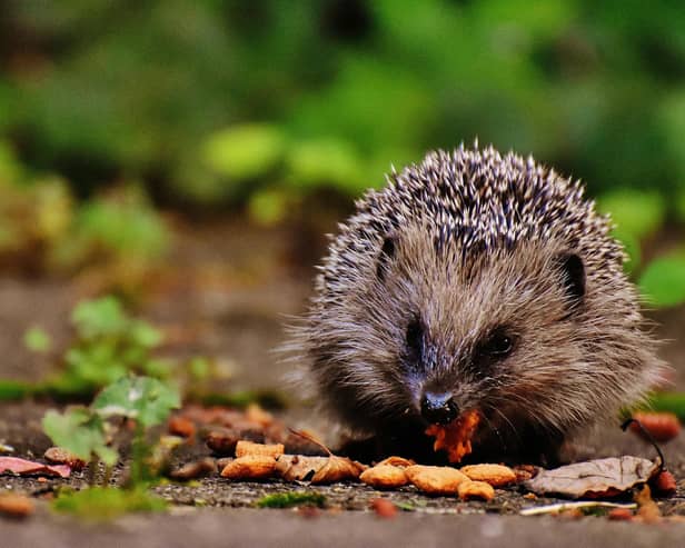 Animals including hedgehogs need help during the cold winter months - Animal News Agency