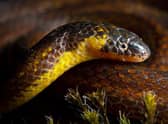 The discovery ground snake was found hiding in a graveyard