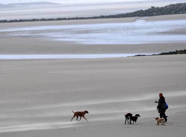 Dog beach bans: When are dogs banned from South Tyneside beaches in 2023? (Photo by Paul ELLIS / AFP)
