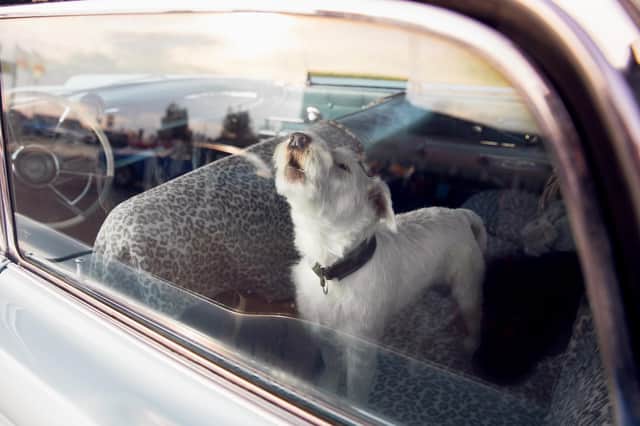 Dog alone is locked in car on heat hot day, howls and whines, asks for water on sunny summer day