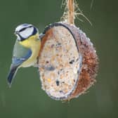 Birds benefit hugely from garden feeders in the winter