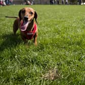 Dogs across the UK are being impacted by the mystery illness.  (Photo by Matt Cardy/Getty Images)
