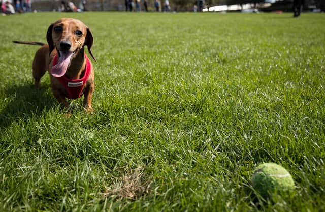 Dogs across the UK are being impacted by the mystery illness. (Photo by Matt Cardy/Getty Images)